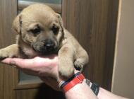 Grajewo ogłoszenia: Witam, mam na oddanie 3 suczki, urodzone 01.02.2026 już mogą... - zdjęcie