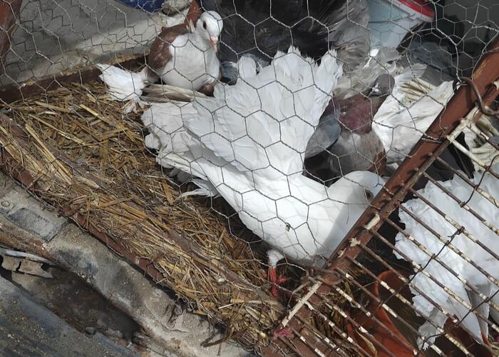 Grajewo ogłoszenia: Sprzedam mlode pawki z tego roku cena za sztuke 25 zl